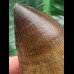 6,0 cm massiver beeindruckender Zahn des Mosasaurus