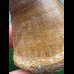 6,0 cm massiver beeindruckender Zahn des Mosasaurus