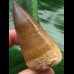 6,0 cm massiver beeindruckender Zahn des Mosasaurus