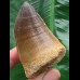 6,0 cm massiver beeindruckender Zahn des Mosasaurus