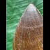 6,0 cm massiver beeindruckender Zahn des Mosasaurus