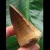 6,0 cm massiver beeindruckender Zahn des Mosasaurus