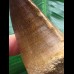 6,0 cm massiver beeindruckender Zahn des Mosasaurus