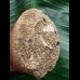 6,0 cm massiver beeindruckender Zahn des Mosasaurus
