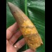13,0 cm massiver Zahn des Spinosaurus