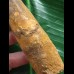 13,0 cm massiver Zahn des Spinosaurus