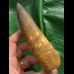 13,0 cm massiver Zahn des Spinosaurus