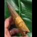 13,0 cm massiver Zahn des Spinosaurus
