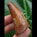 5,4 cm Zahn des Urzeit-Krokodils Elosuchus cherifiensis