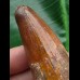 5,4 cm Zahn des Urzeit-Krokodils Elosuchus cherifiensis