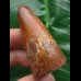5,4 cm Zahn des Urzeit-Krokodils Elosuchus cherifiensis