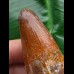 5,4 cm Zahn des Urzeit-Krokodils Elosuchus cherifiensis