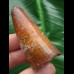 5,4 cm Zahn des Urzeit-Krokodils Elosuchus cherifiensis
