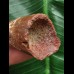 5,4 cm Zahn des Urzeit-Krokodils Elosuchus cherifiensis
