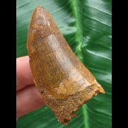 5,5 cm scharfer Zahn des Carcharodontosaurus saharicus