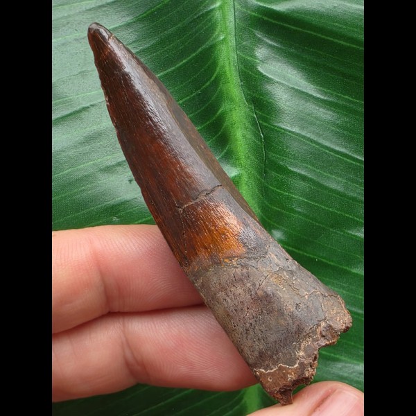 6,7 cm dunkler Zahn des Spinosaurus 6,7 cm dunkler Zahn des Spinosaurus