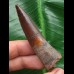 6,7 cm dunkler Zahn des Spinosaurus 6,7 cm dunkler Zahn des Spinosaurus
