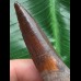 6,7 cm dunkler Zahn des Spinosaurus 6,7 cm dunkler Zahn des Spinosaurus