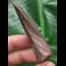 6,7 cm dunkler Zahn des Spinosaurus 6,7 cm dunkler Zahn des Spinosaurus