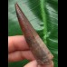 6,7 cm dunkler Zahn des Spinosaurus 6,7 cm dunkler Zahn des Spinosaurus