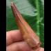 6,3 cm rötlicher Zahn des Spinosaurus 6,3 cm rötlicher Zahn des Spinosaurus
