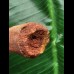 6,3 cm rötlicher Zahn des Spinosaurus 6,3 cm rötlicher Zahn des Spinosaurus
