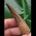 5,8 cm brauner Zahn des Spinosaurus 5,8 cm brauner Zahn des Spinosaurus