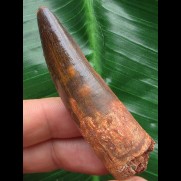 6,5 cm rotbrauner Zahn des Spinosaurus