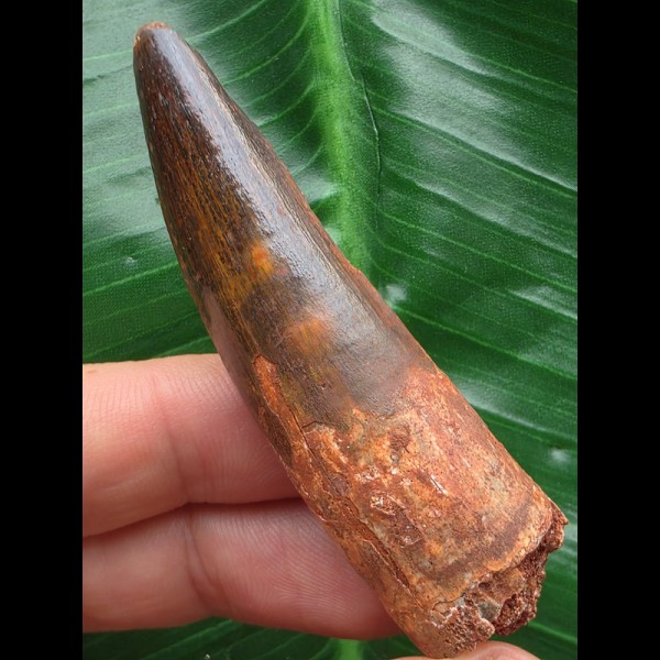 6,5 cm rotbrauner Zahn des Spinosaurus