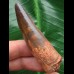 6,5 cm rotbrauner Zahn des Spinosaurus