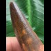6,5 cm rotbrauner Zahn des Spinosaurus