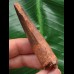 6,5 cm rotbrauner Zahn des Spinosaurus