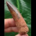 6,5 cm rotbrauner Zahn des Spinosaurus