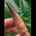 6,5 cm rotbrauner Zahn des Spinosaurus
