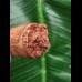 6,5 cm rotbrauner Zahn des Spinosaurus