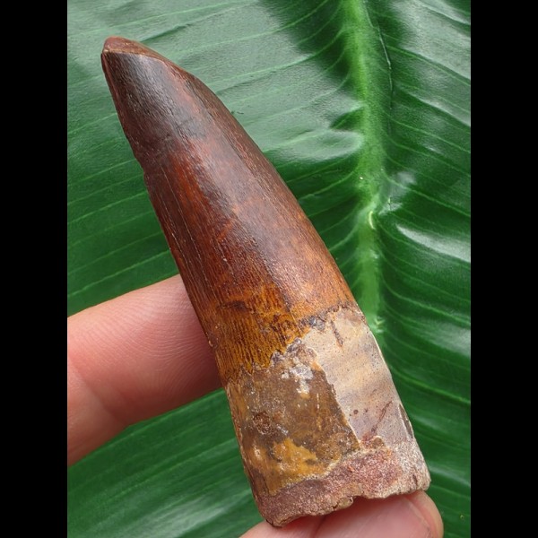 6,0 cm rotbrauner Zahn des Spinosaurus