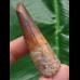 6,0 cm rotbrauner Zahn des Spinosaurus
