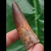 6,0 cm rotbrauner Zahn des Spinosaurus