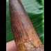 6,0 cm rotbrauner Zahn des Spinosaurus