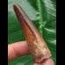 6,0 cm rotbrauner Zahn des Spinosaurus