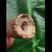 6,0 cm rotbrauner Zahn des Spinosaurus