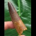 6,2 cm dunkler Zahn des Spinosaurus
