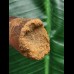 6,2 cm dunkler Zahn des Spinosaurus