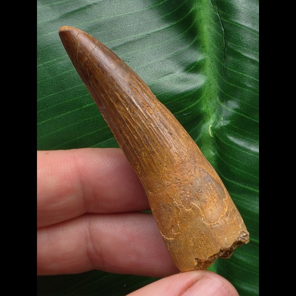 6,0 cm hellbrauner Zahn des Spinosaurus 6,0 cm hellbrauner Zahn des Spinosaurus