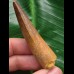 6,0 cm hellbrauner Zahn des Spinosaurus 6,0 cm hellbrauner Zahn des Spinosaurus