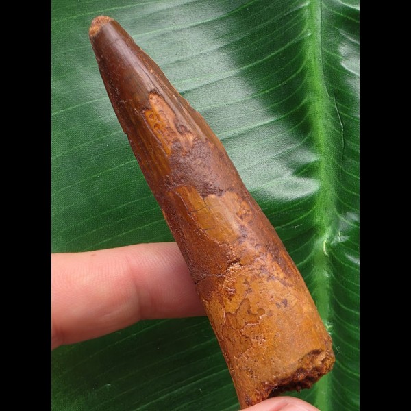 7,7 cm rotbrauner Zah des Spinosaurus