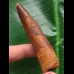 7,7 cm rotbrauner Zah des Spinosaurus