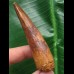 7,7 cm rotbrauner Zah des Spinosaurus
