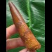 7,7 cm rotbrauner Zah des Spinosaurus