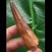 7,7 cm rotbrauner Zah des Spinosaurus